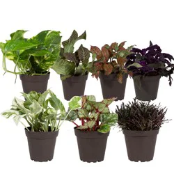 Waterwick Assorted Foliage House plant in 10 Ounce(s) Pot 1 -Pack