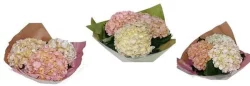 Vintage Hydrangea