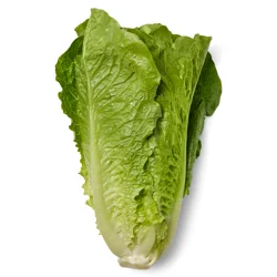 Organic Romaine Lettuce