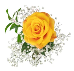 Dierbergs Flowers & Gifts Single Rose Bouquet
