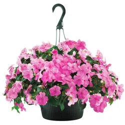 Texas Backyard H-E-B Texas Roots Vinca Hanging Basket