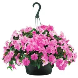 Texas Backyard H-E-B Texas Roots Vinca Hanging Basket