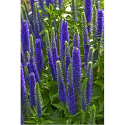 Veronica (speedwell)