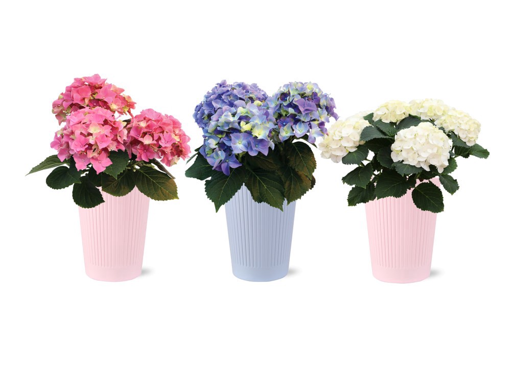 slide 1 of 1, Hydrangea in Plastic Pot, 5 in