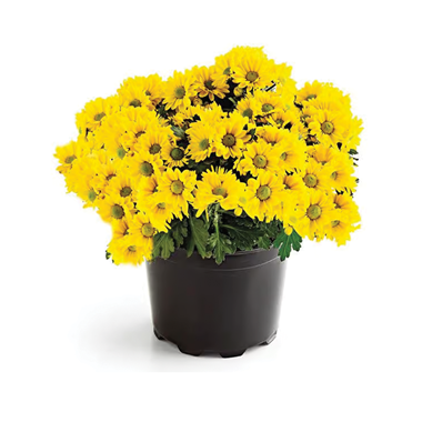 slide 1 of 1, 8" Outdoor Mums, 1 ct