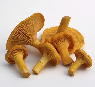 slide 1 of 1, Mushrooms Dried Chantrelle -., 1 oz