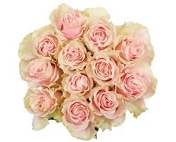 BLOOMS by H-E-B Dozen Pink Roses