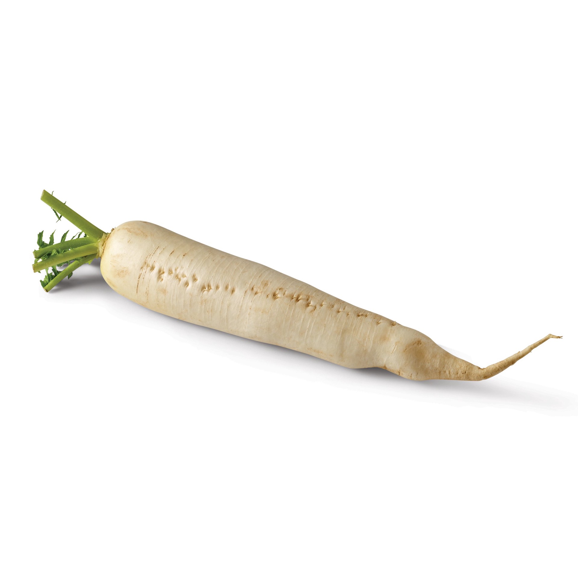 slide 1 of 1, H-E-B Texas Roots Fresh Daikon, 1 bunch