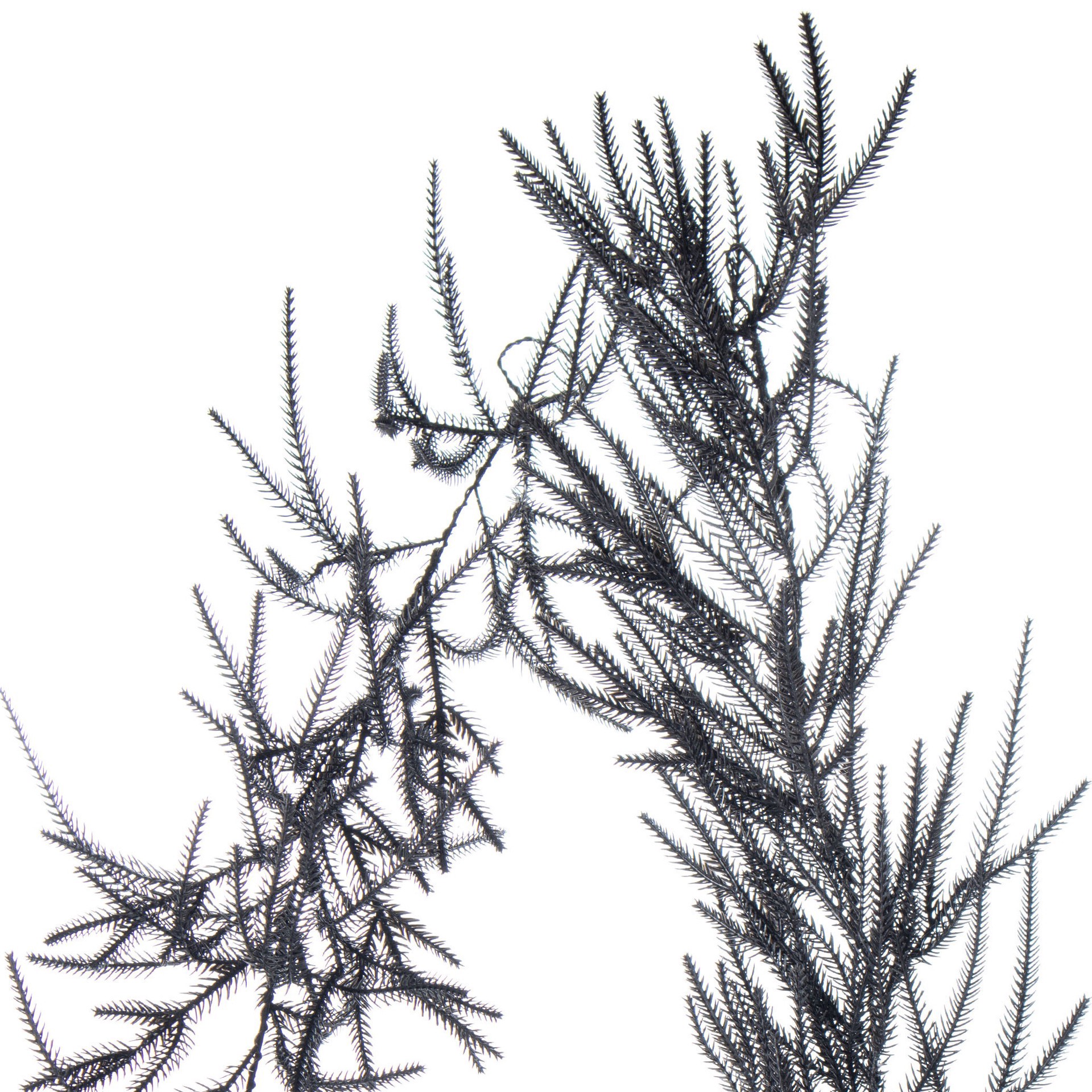 slide 3 of 4, 6ft. Norfolk Pine Garland By Ashland, 6 ft