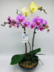 10In Orchid Bowl Ceramic