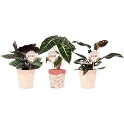 Central Market Pink Foliage Signature Collection, Variety Varies
