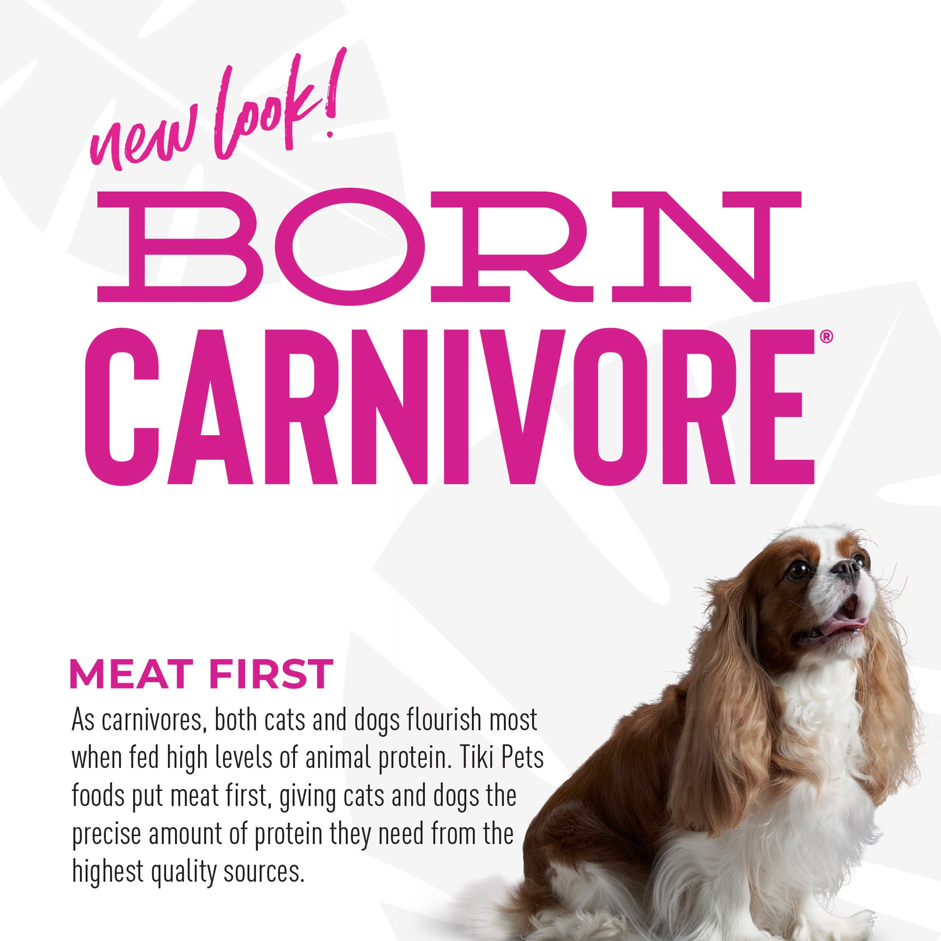 slide 4 of 8, Tiki Dog Born Carnivore Small & Medium Breed All Life Stage Dry Dog Food - Savory Lamb, 3.5 lb