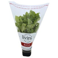 slide 1 of 1, Basil Living Potted, 1 ct