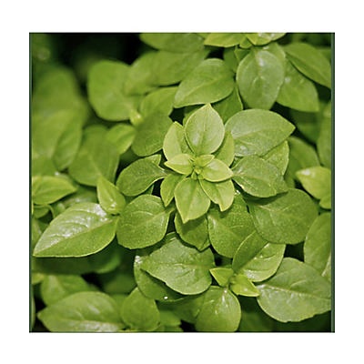 slide 1 of 1, Natures Herb Farm Pistou Basil, 6 in