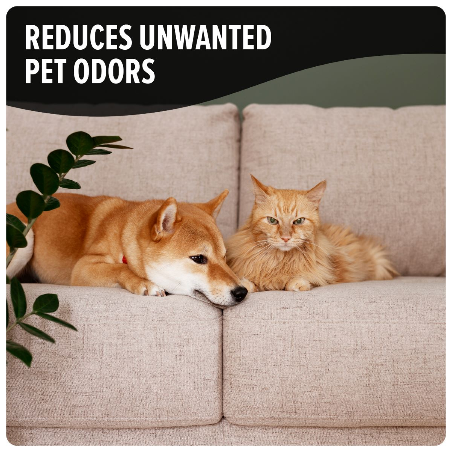 slide 2 of 3, Dirt Devil Pet Carpet Powder, 1 ct