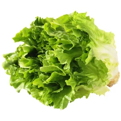 Lettuce - Escarole