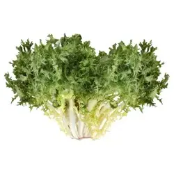 Endive (Chicory) Lettuce