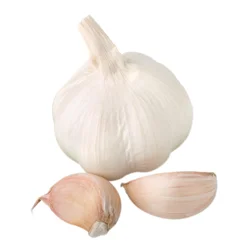 Garlic
