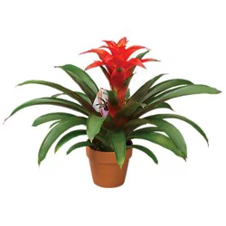 Charlie's Produce Bromeliad W/Clay Pot 4 In