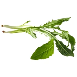 Freida Dandelion Green