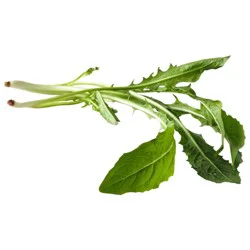 Dandelion Greens