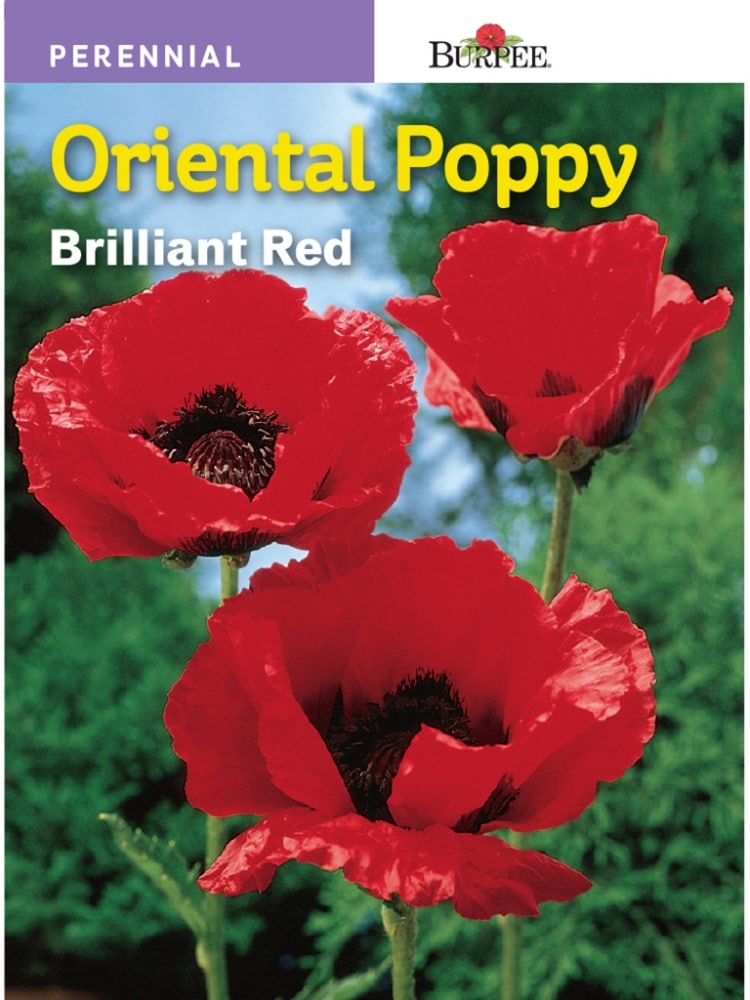 slide 1 of 1, Burpee Oriental Poppy Seeds - Brilliant Red, 1 ct