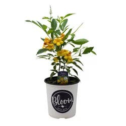 Spring Creek Growers Bloom Republic Sun Trumpets Tecoma - Yellow