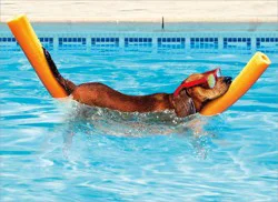 Avanti Card Retire Dog On Pool Noodlecor