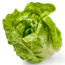 Boston Lettuce