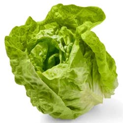 Boston Lettuce