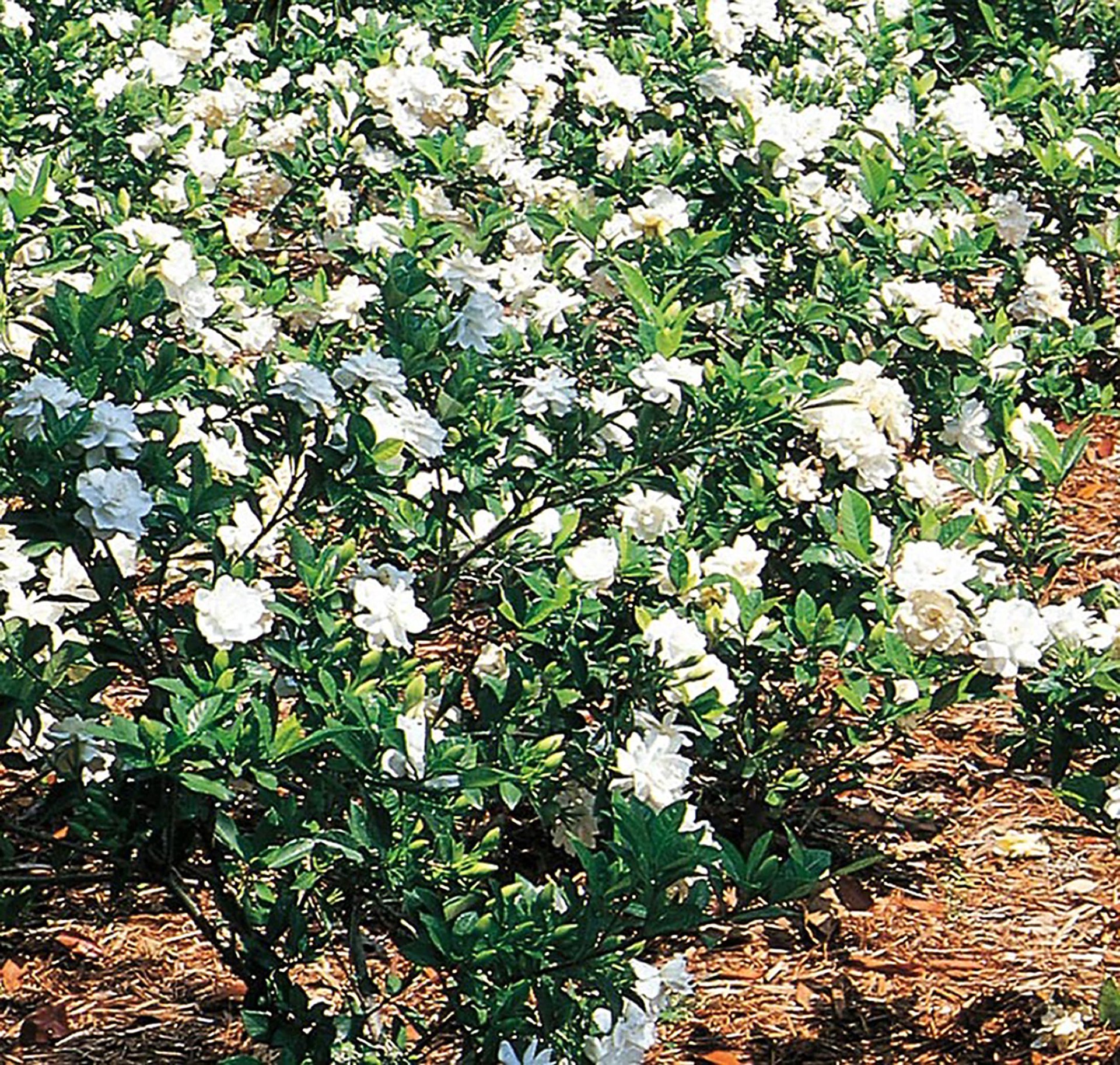 slide 1 of 1, Lowe's Multicolor Gardenia House plant in Inch(es) Pot, 1 ct