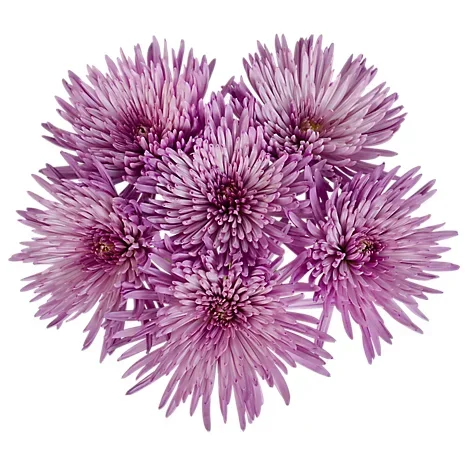 slide 1 of 1, Spider Mum - 5 STEM, 5 ct