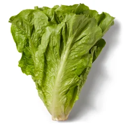 Romaine Lettuce