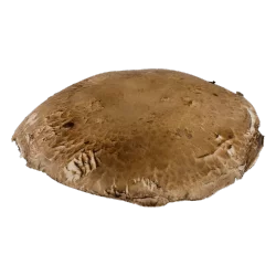 Portabello Mushrooms