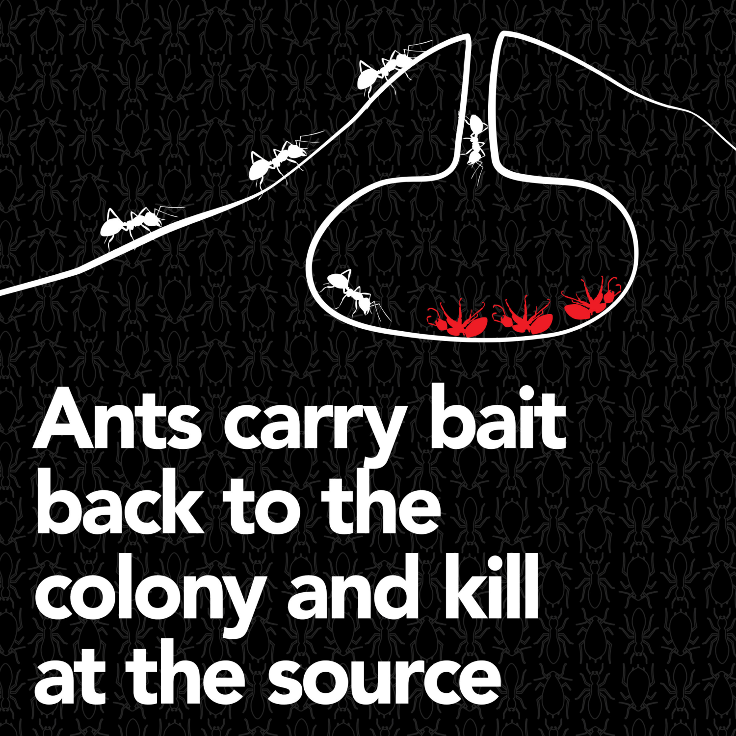 slide 3 of 8, Raid Liquid Ant Bait Stations, Pre-filled Queen & Ant Colony Killer for Home, 8 Count, 8 ct