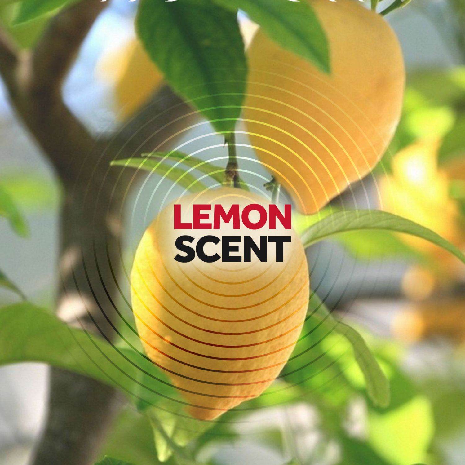 slide 7 of 8, Raid Defend Lemon Scent Ant & Roach Killer 20 oz, 20 oz