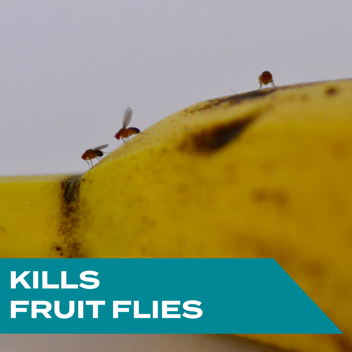 Raid Plastic Fruit Fly Traps - Shop Insect Killers at H-E-B