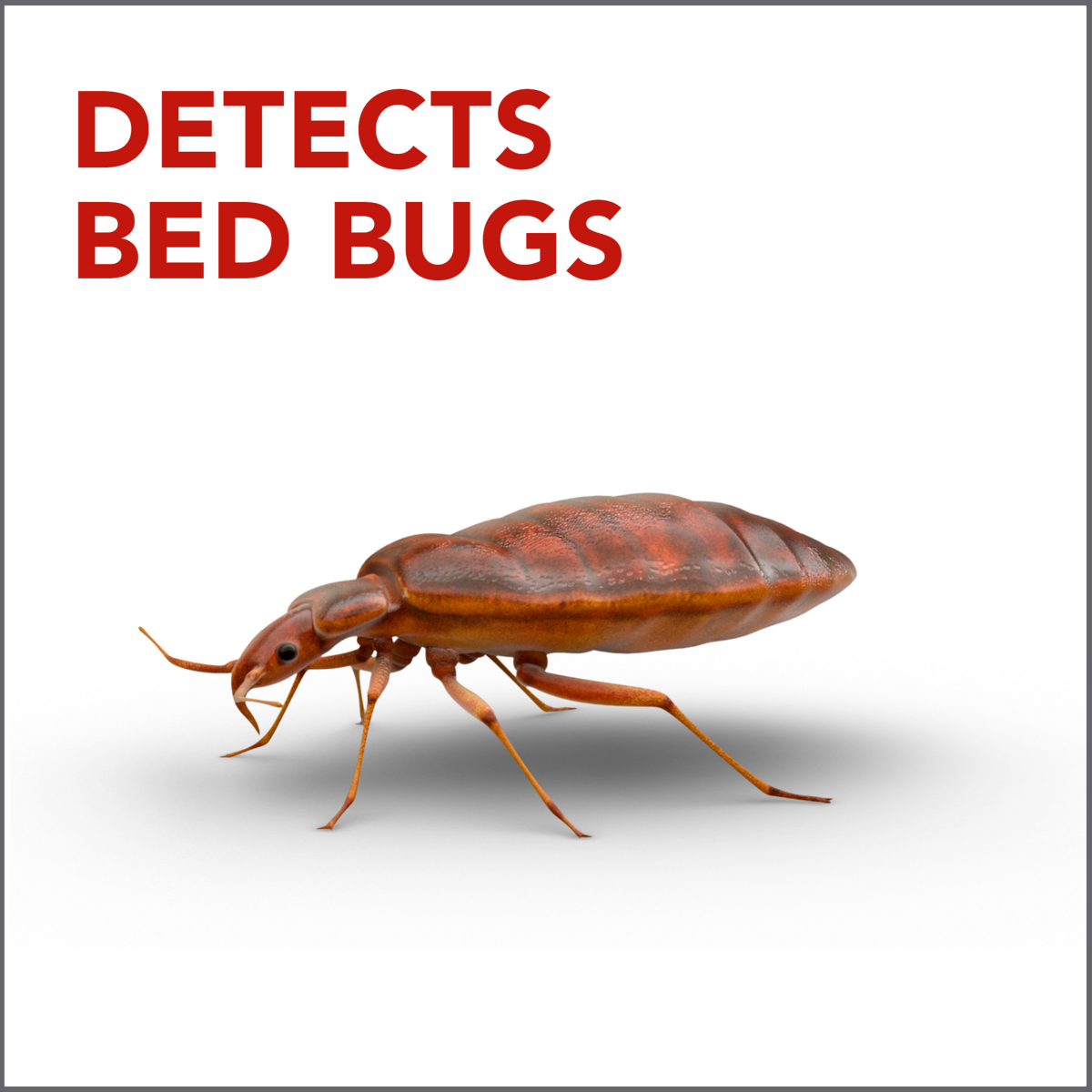 slide 6 of 8, Raid Bed Bug Detector & Trap, 4 ct