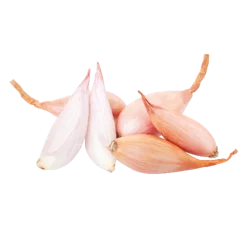 Shallot