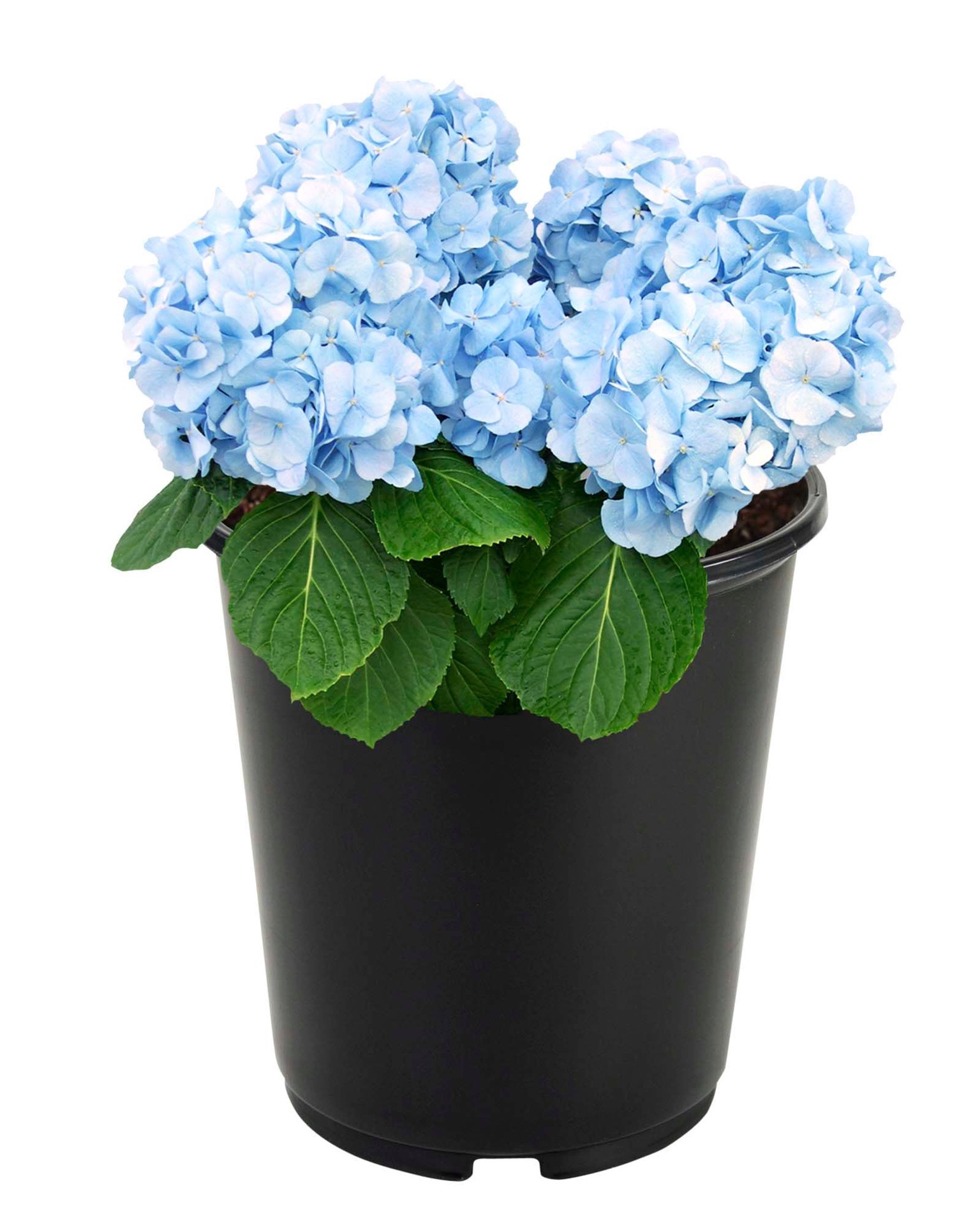 slide 6 of 6, Lowe's Multicolor Hydrangea Flowering Shrub in 2.5-Quart Pot, 1 ct
