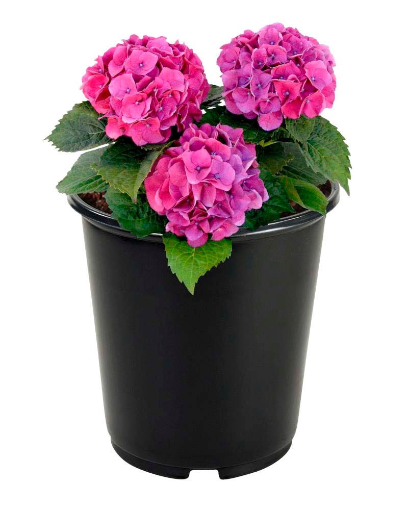 slide 3 of 6, Lowe's Multicolor Hydrangea Flowering Shrub in 2.5-Quart Pot, 1 ct