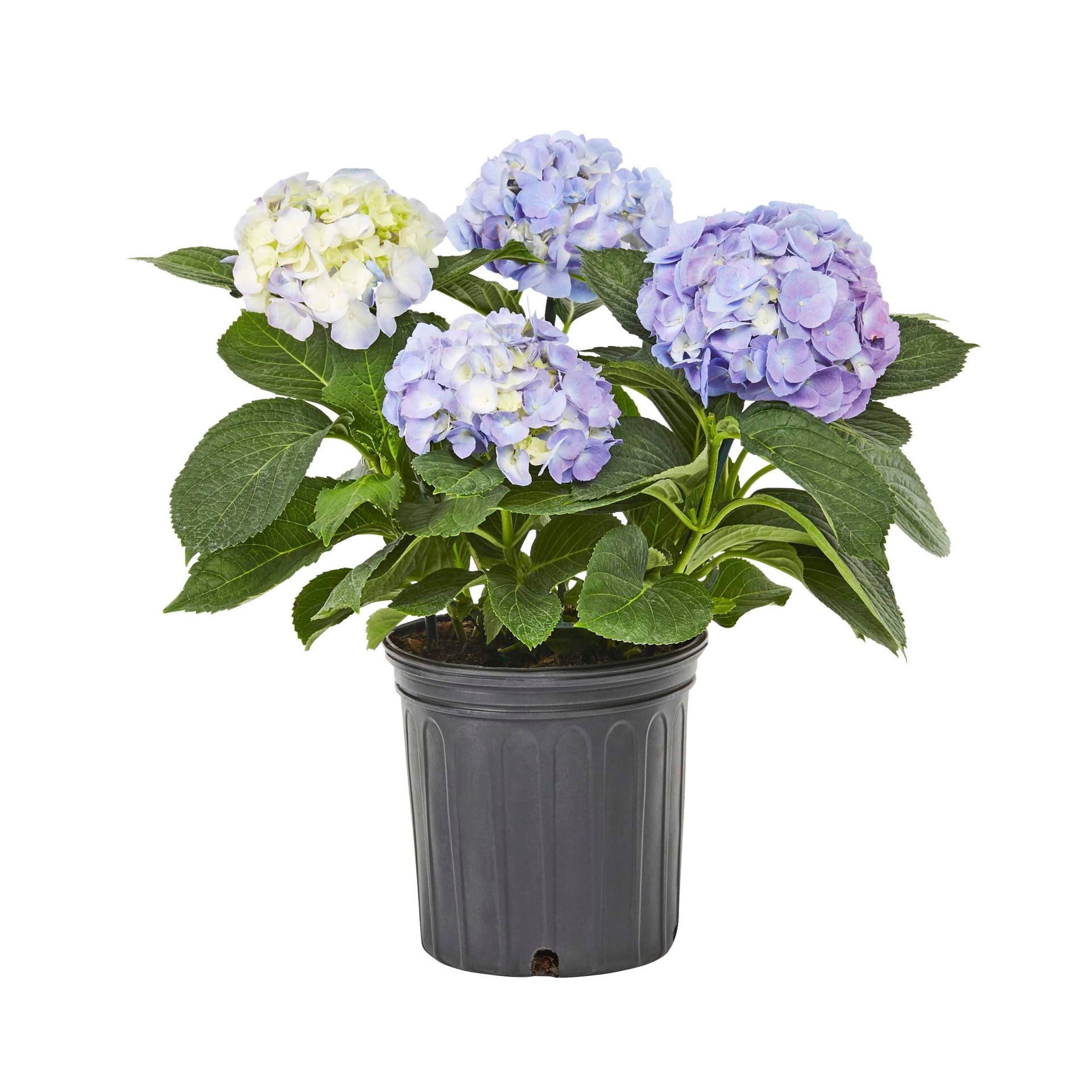slide 5 of 6, Lowe's Multicolor Hydrangea Flowering Shrub in 2.5-Quart Pot, 1 ct