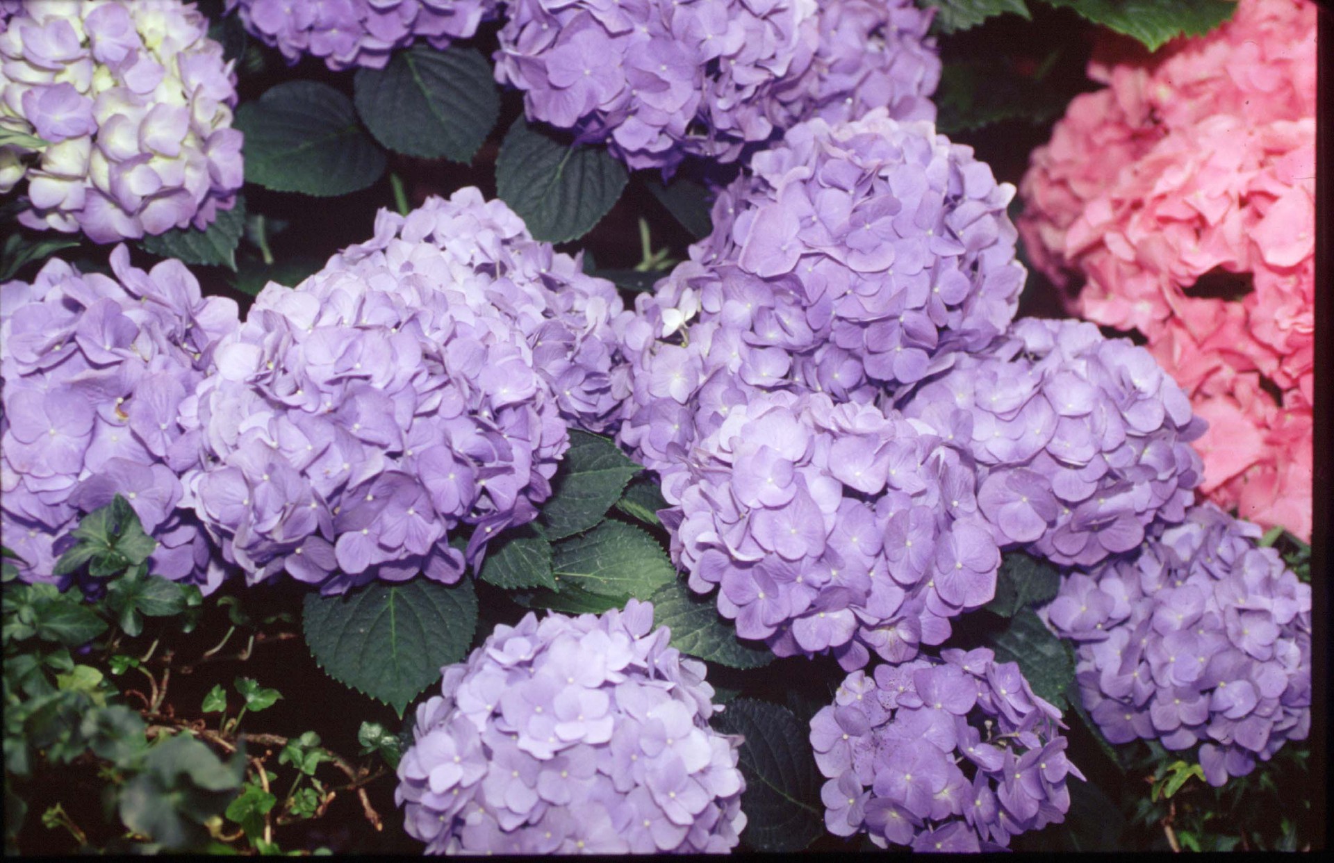 slide 2 of 6, Lowe's Multicolor Hydrangea Flowering Shrub in 2.5-Quart Pot, 1 ct