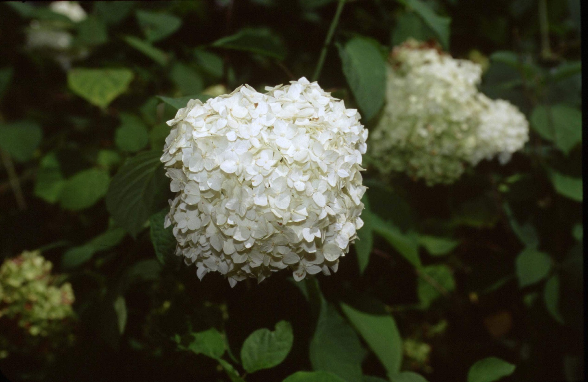 slide 4 of 6, Lowe's Multicolor Hydrangea Flowering Shrub in 2.5-Quart Pot, 1 ct
