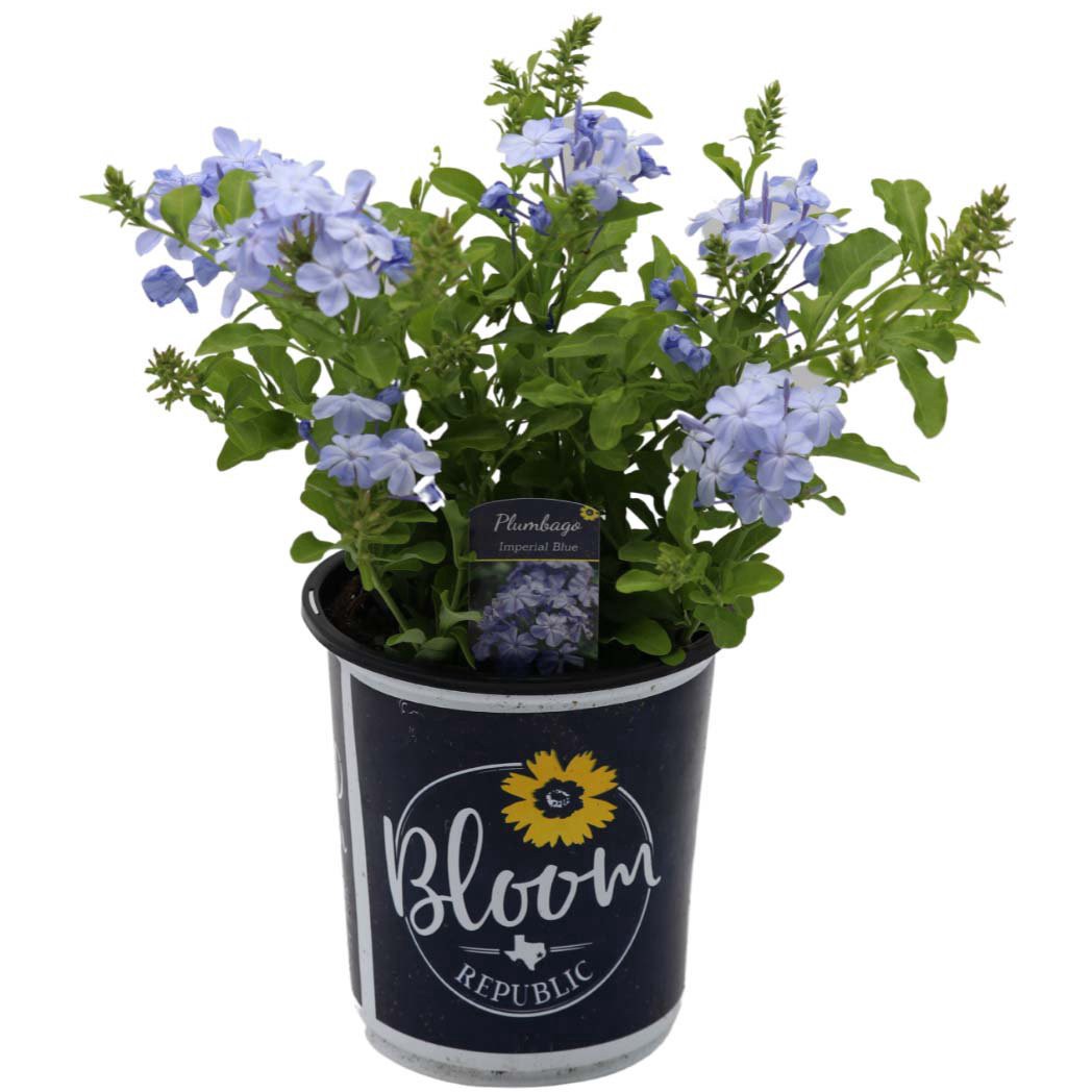slide 1 of 1, Spring Creek Growers Bloom Republic Imperial Blue Plumago, 1 gal