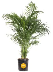 Lowe's Cat Palm House plant in 1.75 Gallon(s) Pot 1 -Pack