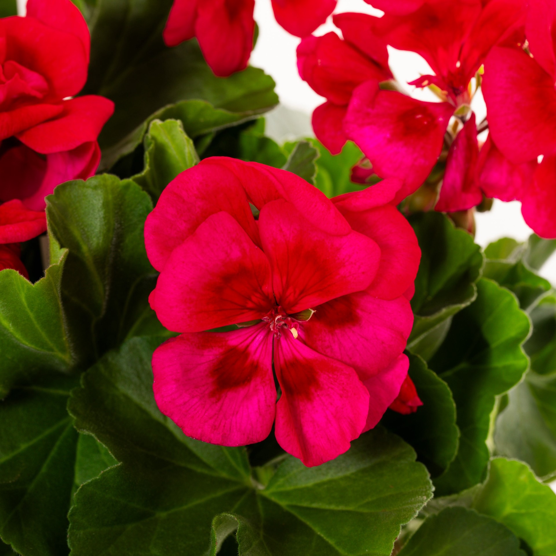 slide 2 of 6, Lowe's Multicolor Zonal Geranium in 1.5 Gallon(s) Hanging basket 1 -Pack, 1 ct