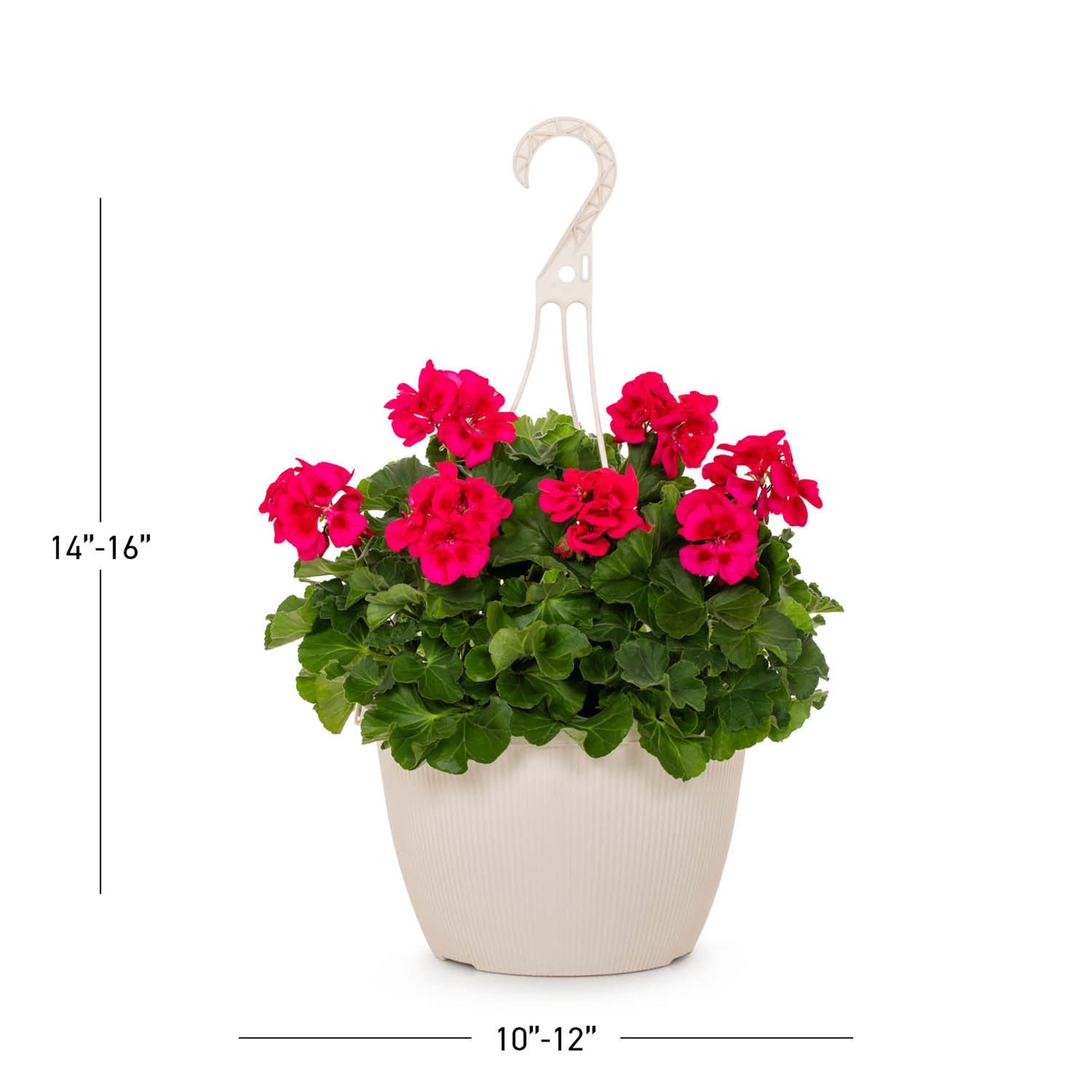 slide 3 of 6, Lowe's Multicolor Zonal Geranium in 1.5 Gallon(s) Hanging basket 1 -Pack, 1 ct
