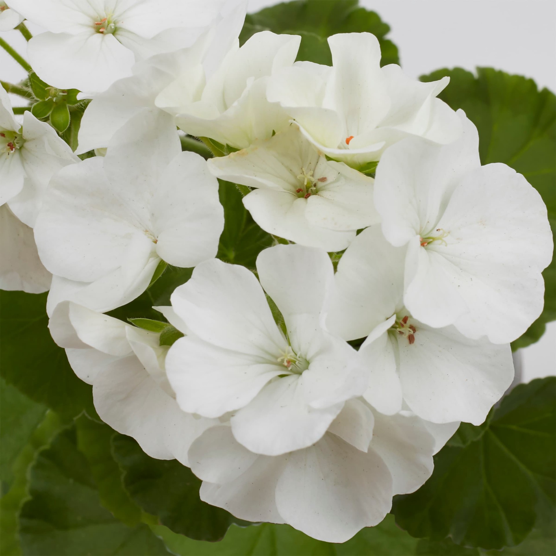 slide 4 of 6, Lowe's Multicolor Zonal Geranium in 1.5 Gallon(s) Hanging basket 1 -Pack, 1 ct