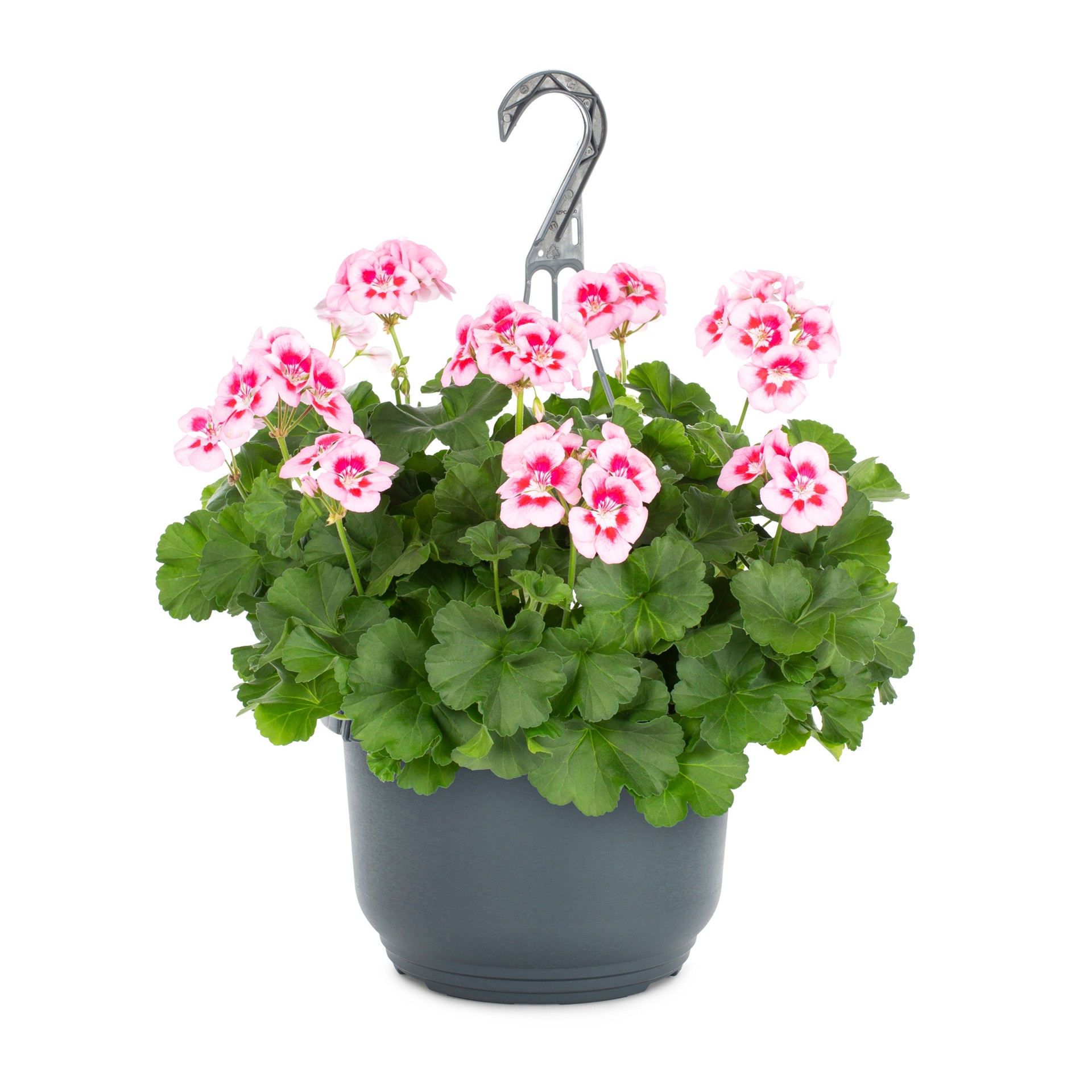 slide 5 of 6, Lowe's Multicolor Zonal Geranium in 1.5 Gallon(s) Hanging basket 1 -Pack, 1 ct